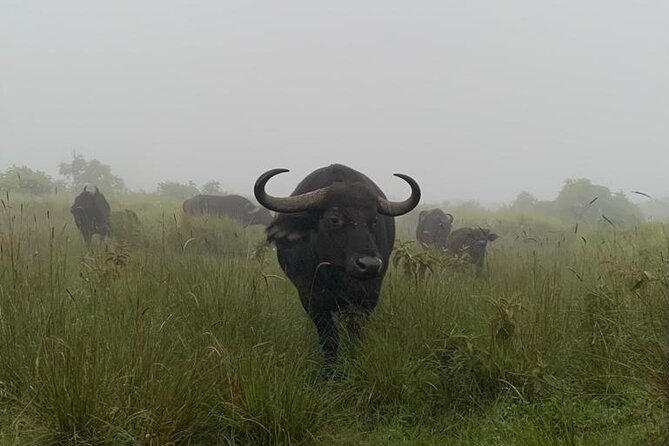 03 days Serengeti and Ngorongoro Crater group (camping) - Ngorongoro day 2: caldera views plus the best kind of camping location
