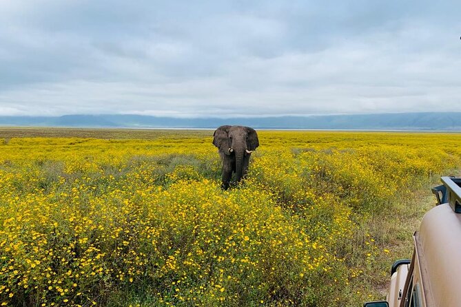 04 Days Tarangire, Serengeti and Ngorongoro crater group (Camping - Day 4 Crater Floor Game Drive With Picnic Lunch and Return to Arusha
