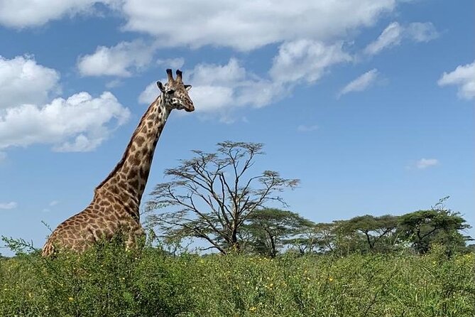 04 Days Tarangire, Serengeti and Ngorongoro crater group (Camping - Start at Kilimanjaro Airport 8:00am, Then Expect Big Driving Days