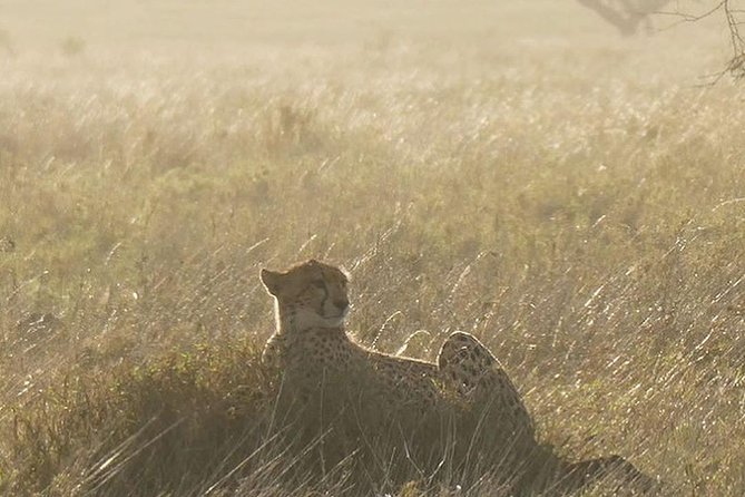 #1 Best Tanzania Safari Tarangire Day tour Adventure - Picnic lunch inside the park: the underrated part of the day