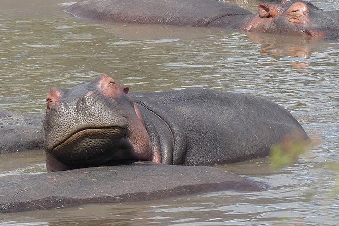 #1 Best Tanzania Safari Tarangire Day tour Adventure - Afternoon drive, swamps, and a second shot at the sightings