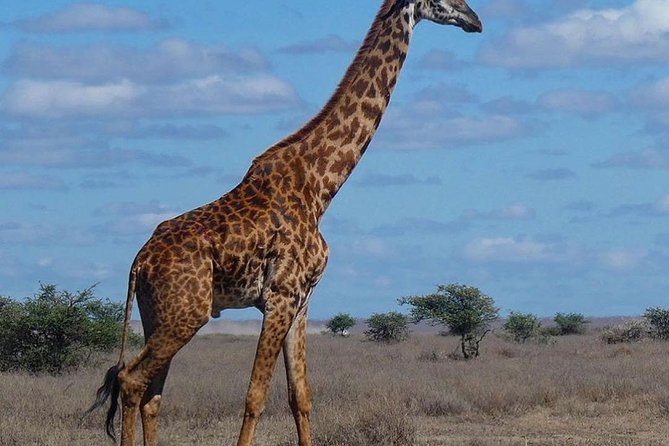 #1 Best Tanzania Safari Tarangire Day tour Adventure - 4x4 safari jeep and the small-group advantage