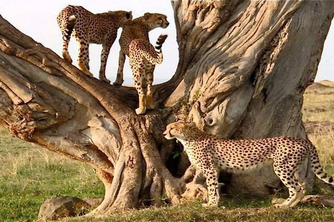#1 Best Tanzania Safari Tarangire Day tour Adventure - Pack like it’s a long wildlife day, not a casual outing