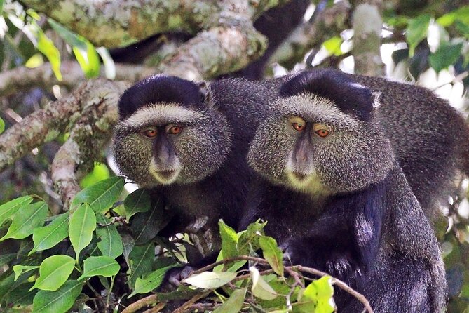 1 Day: Arusha National Park - Arusha National Park in one jeep day: the view is the point