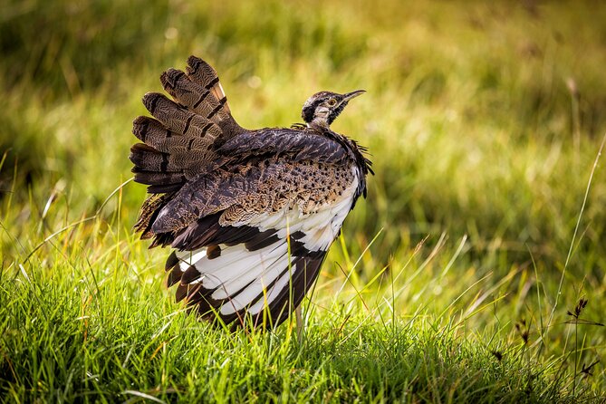 1 Day: Arusha National Park - Picnic lunch included: a small thing that saves your day