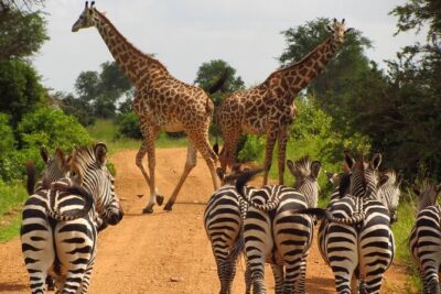 1 Day: Arusha National Park