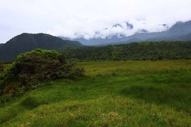 1 Day Arusha national park (Game drive and walking safari). - What animals you might see on both road and foot