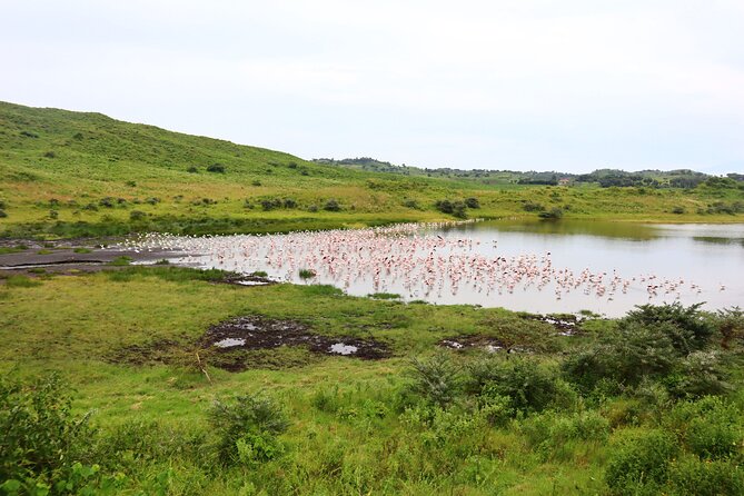 1 Day Arusha national park (Game drive and walking safari). - How to plan your day: packing and pacing tips that matter