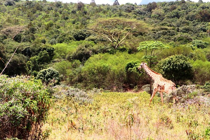 1 Day Arusha national park (Game drive and walking safari). - The game drive part: your warm-up and your best bet for variety