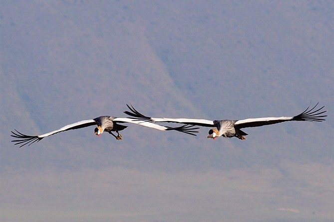 1 Day Joined Group Safari in Ngorongoro Crater National Park - Lunch at 1:00 pm: Picnic Break, Then Back to the Hunt