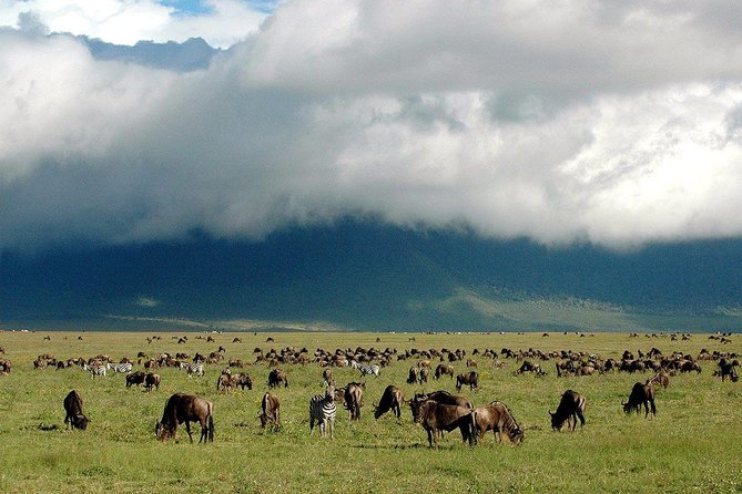 1 Day Joined Group Safari in Ngorongoro Crater National Park - The Small-Group Format: Max 6 and Multilingual Guides