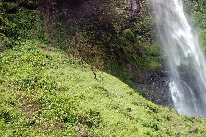 1 Day Kilimanjaro forest (mambori waterfalls). - Wildlife and plant spotting, how to stay alert on a forest route