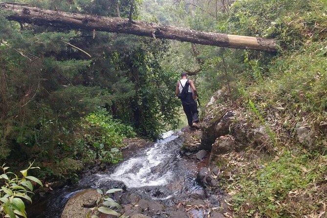 1 Day Kilimanjaro forest (mambori waterfalls). - Lunch and snacks on the trail, not at the end of the world