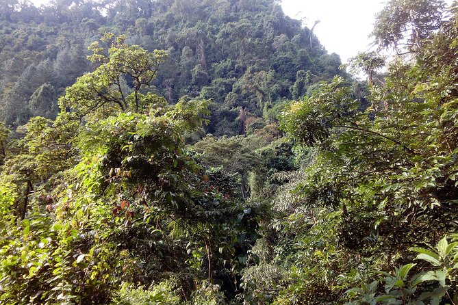 1 Day Kilimanjaro forest (mambori waterfalls). - How hard is this 1-day trek, realistically?