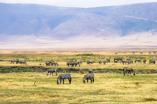 1 Day Ngorongoro Crater Group Jioning Safari - Afternoon viewing and the return before dark