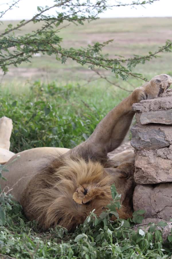 1 Day Ngorongoro Crater Group joining safari - Key points to plan around