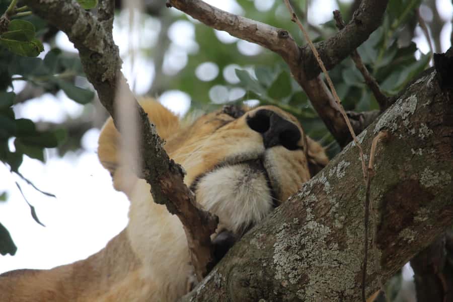 1 Day Ngorongoro Crater Group joining safari - Why Ngorongoro Crater Works as a One-Day Big Five Plan