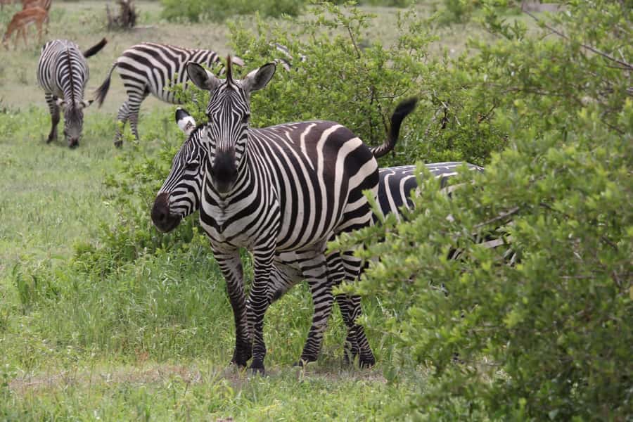 1 Day Ngorongoro Crater Group joining safari - From Rim to Crater Floor: Your Game Drive Setup