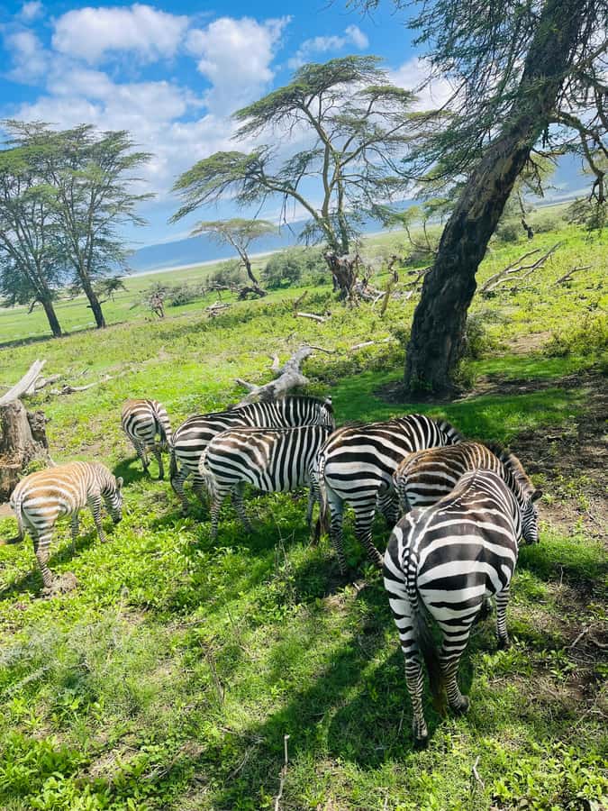 1 Day Ngorongoro Crater Group joining safari - Ngoitokok Swamp Picnic: Lunch in the Middle of the Action