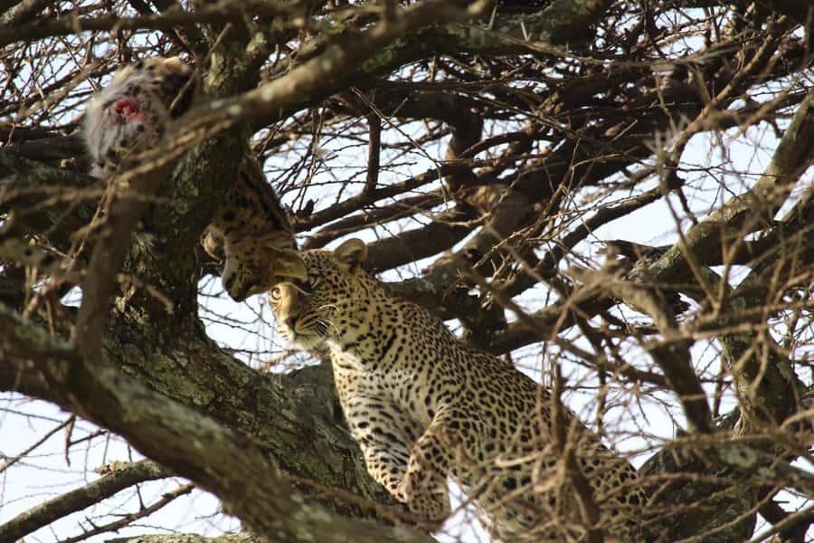 1 Day Ngorongoro Crater Group joining safari - Maasai Culture: Why the Story Matters on a Safari Day