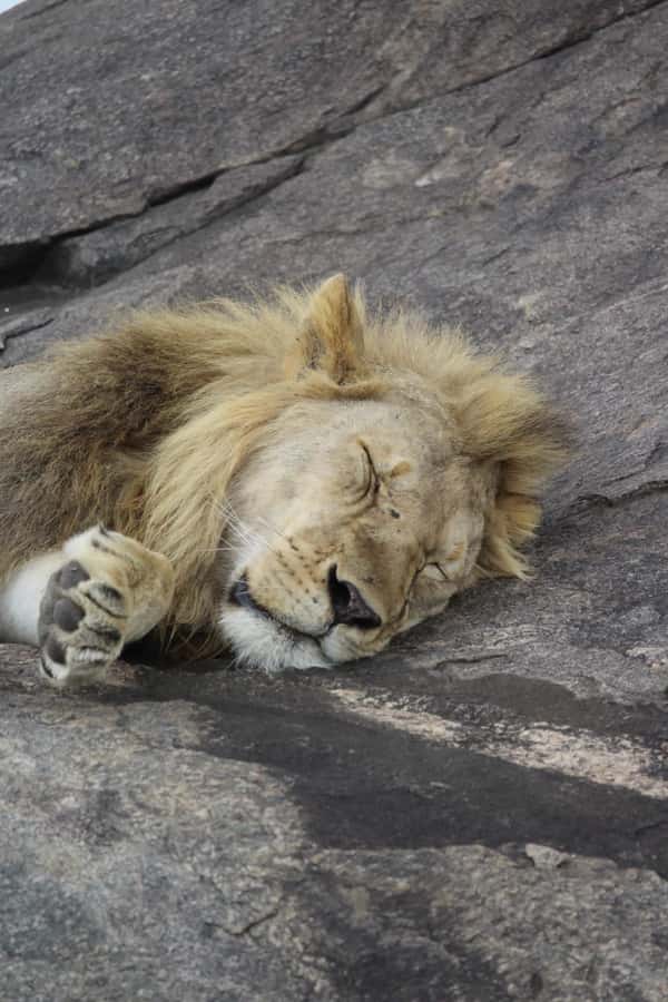 1 Day Ngorongoro Crater Group joining safari - Lunch, Water, and What to Pack for the Long Day