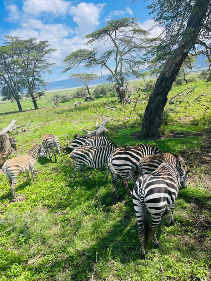 1 Day Ngorongoro Crater Group joining safari - Price and What It Really Includes at $315