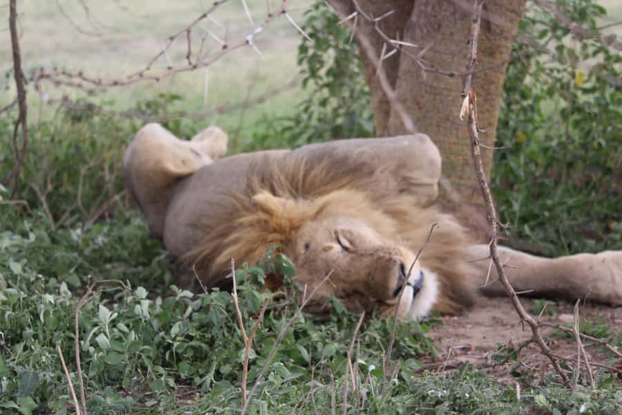 1 Day Ngorongoro Crater Group joining safari - The 5:00 AM Start: Getting from Arusha to the Rim