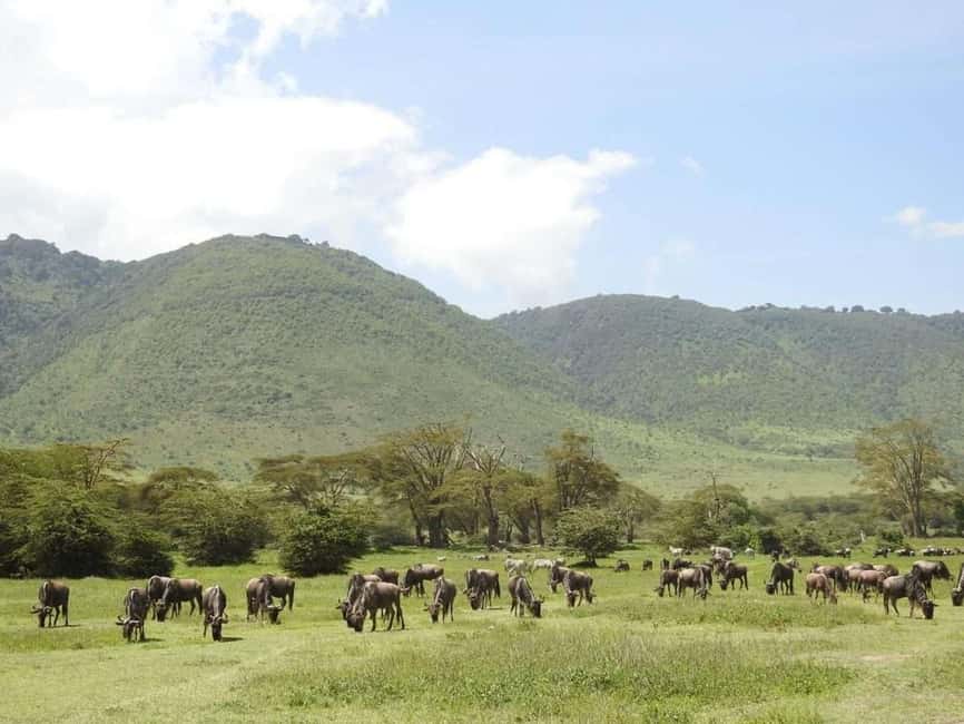 1-Day Ngorongoro Crater Special Big 5- Joining Group Safari - Breakfast, then a picnic by the hippo pool