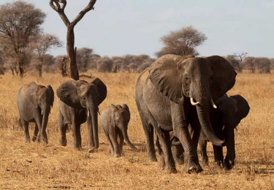 1-Day Ngorongoro Crater Special Big 5- Joining Group Safari - Big 5 game drive: what to look for (and how to make it better)