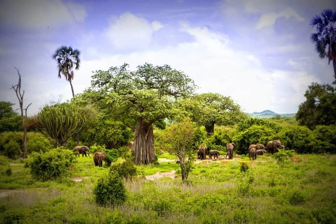 1-Day Ruaha National Park - Key things I’d focus on before you go