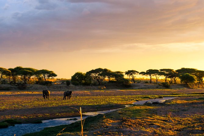1-Day Ruaha National Park - The Ruaha River and Centuries-Old Baobabs Stop the Clock