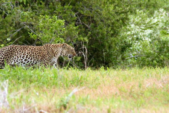 1-Day Ruaha National Park - Wildlife Viewing With Fewer Vehicles, More Watching Time