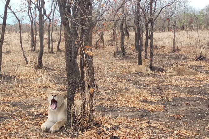 1 Day Safari to Mikumi National Park - Key Points You Should Know Before You Go