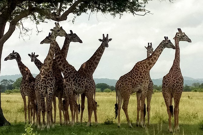 1 Day Safari to Mikumi National Park - Lunch Inside the Day: The Reset That Keeps You From Rushing