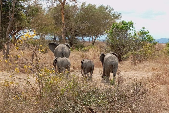 1 Day Safari to Mikumi National Park - The Open-Roof 4x4 and Driver Guide Experience You’ll Feel Immediately