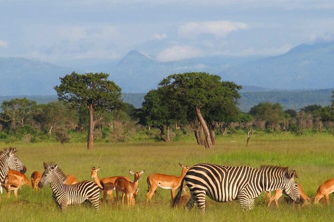 1 Day Safari to Mikumi National park from Zanzibar by flight - Zanzibar to Mikumi in one day, with a 4:00am start