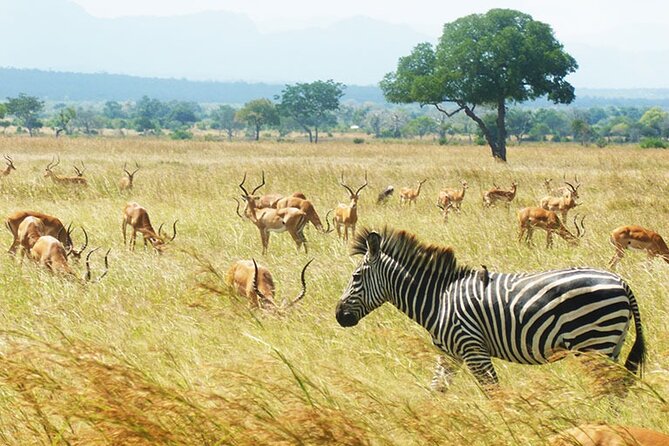 1 Day Safari to Mikumi National park from Zanzibar by flight - Mikumi National Park game drive: what you should be watching for