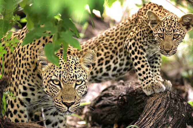 1 Day Safari to Mikumi National park from Zanzibar by flight - Breakfast, lunch, and water, so you stay focused on wildlife