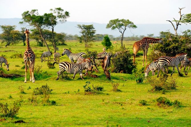 1 Day Safari to Mikumi National park from Zanzibar by flight - Your English speaking driver guide: how to get more from one day
