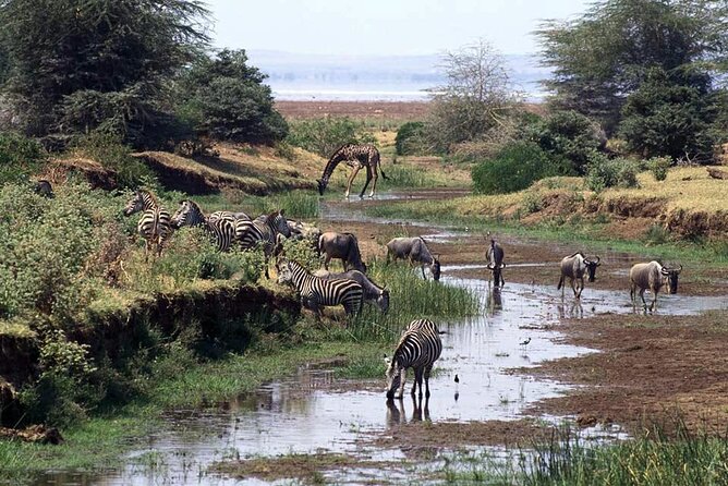 1 Day Safari to Mikumi National park from Zanzibar by flight - Weather, early mornings, and the limits of a one-day safari