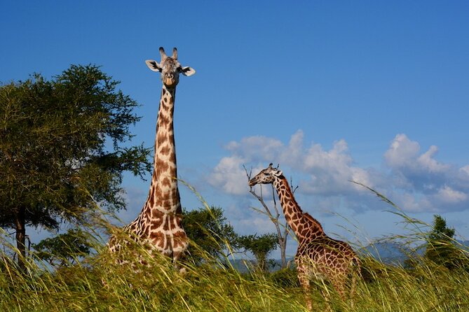 1 Day Safari to Mikumi National park from Zanzibar by flight - Who this trip fits best