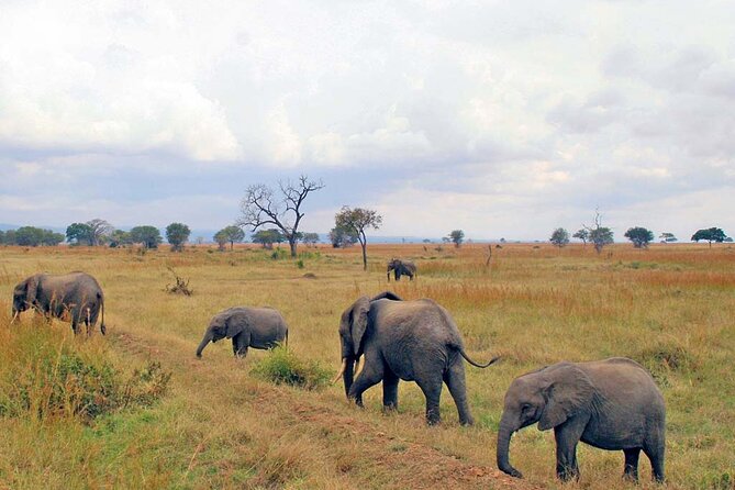 1 Day Safari to Mikumi National park from Zanzibar by flight - Getting to the safari with hotel pickup and a private open-roof 4x4
