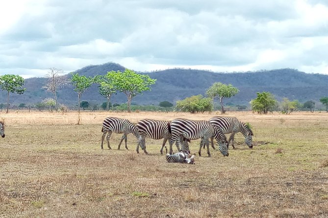 1 Day Safari to Mikumi National Park - Pickup at 04:00, Then the 5 to 6 Hour Road to Mikumi