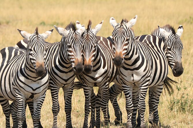 1-Day Safari-Trip to Tarangire National Park - From Arusha to Tarangire, a safari that stays on target