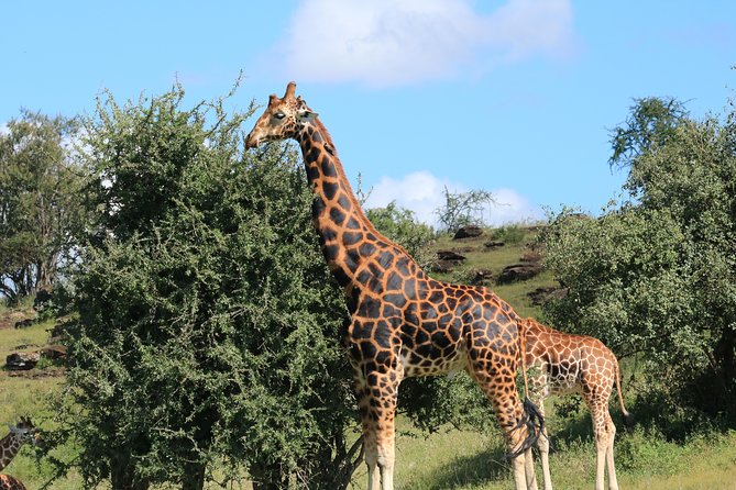 1-Day Safari-Trip to Tarangire National Park - The dry-season elephant window, what to hope for