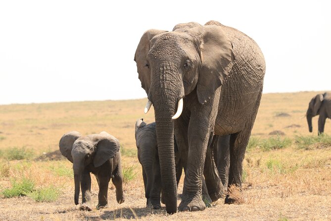 1-Day Safari-Trip to Tarangire National Park - Best fit: who will enjoy Tarangire most on a 1-day schedule