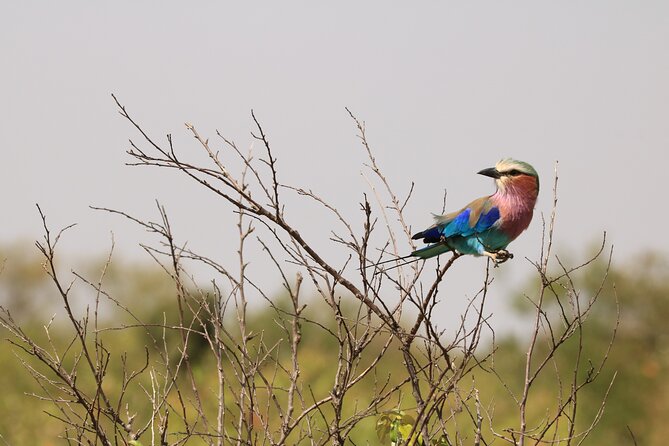 1-Day Safari-Trip to Tarangire National Park - Tarangire National Park, river country and baobabs up close