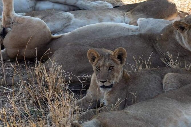 1. Day safaris to Mikumi by Train from dar es salaam - Morogoro to Mikumi: the road transfer that positions you for game drives