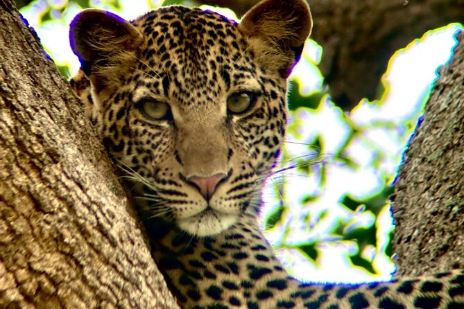 1. Day safaris to Mikumi by Train from dar es salaam - Evening game drive in Mikumi: the time for momentum