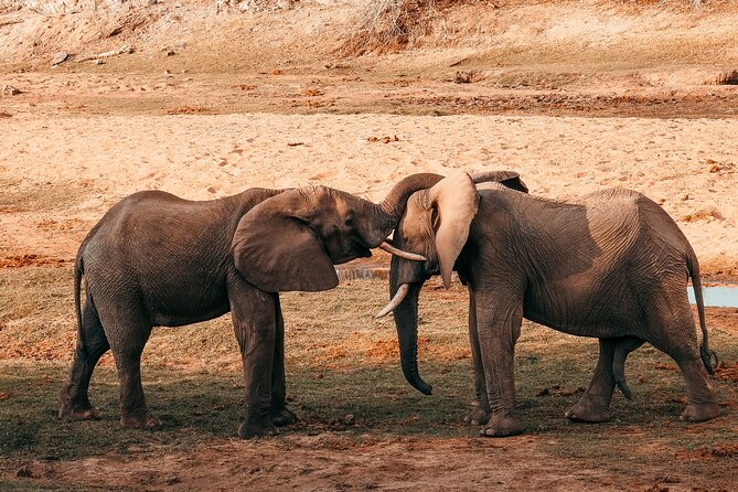 1-Day Selous (Nyerere National Park) Fly-In Safari from Zanzibar - Key highlights worth your time